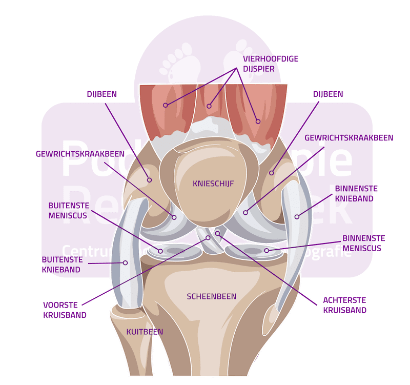 Buitenste Knieband Laterale Knieband Podotherapie Reggestreek Rijssen Buitenste Knieband Laterale Knieband Podotherapie Reggestreek Rijssen